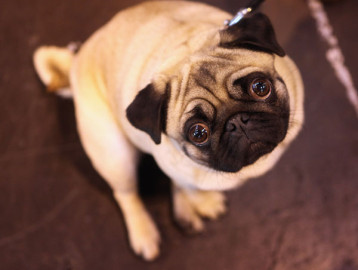 Estudio afirma que los perros entienden el habla