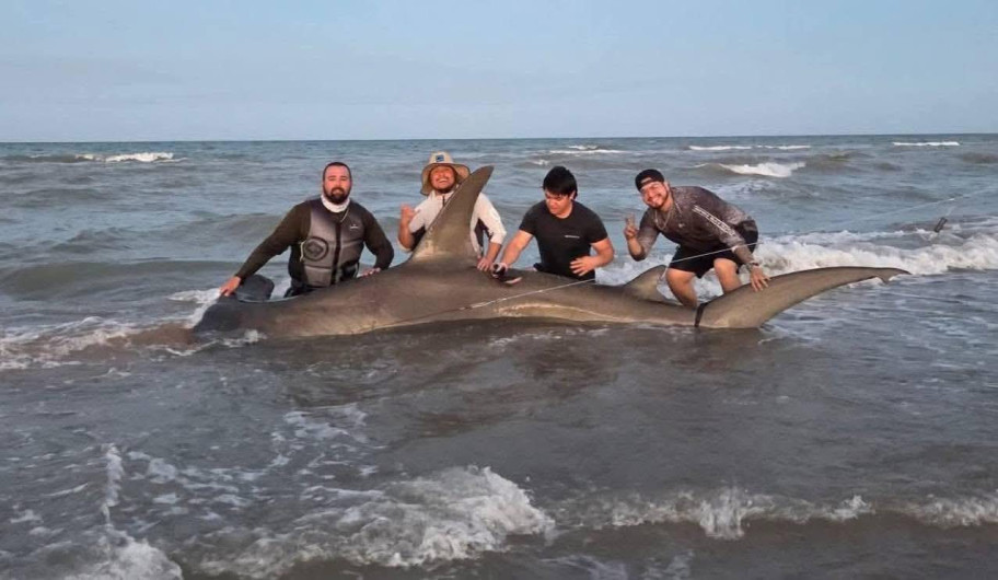 Capturan y liberan tiburón martillo en la Isla del Padre