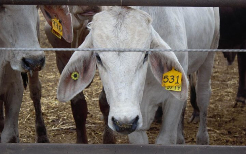 EU emite alerta por caso de gusano barrenador en Sabinas Hidalgo, Nuevo León