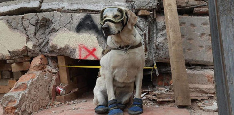 Reportan a Frida, la perrita rescatista, con problemas de salud 