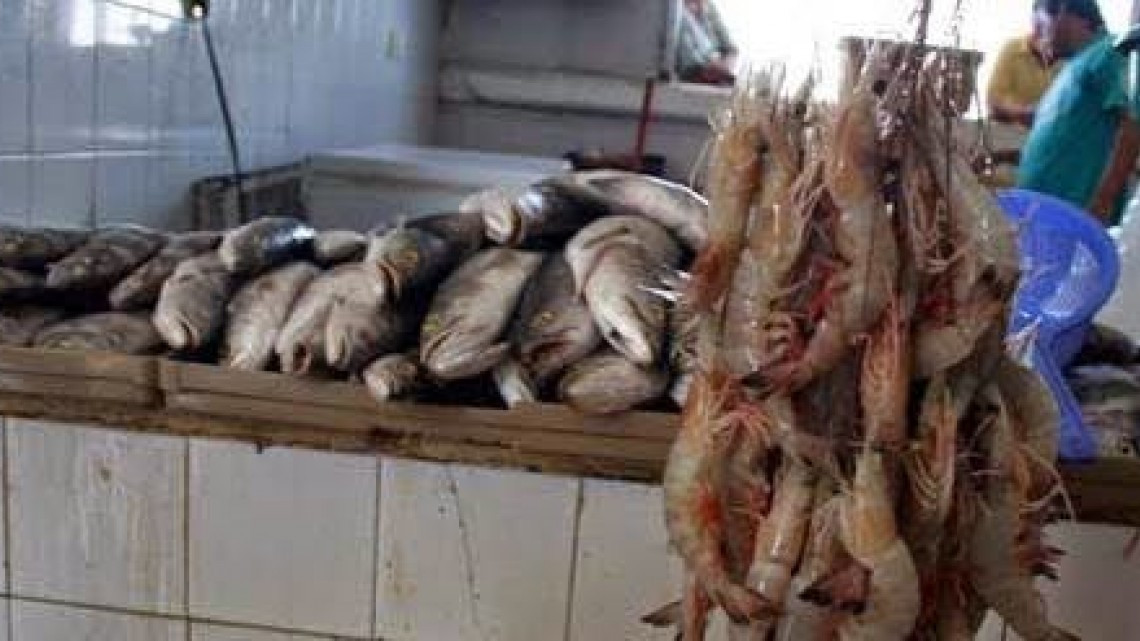 Inicia veda de tiburón y cazón en el Golfo de México 