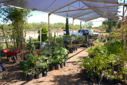 Gobierno Municipal impulsa la reforestación urbana a través de su vivero Municipal 