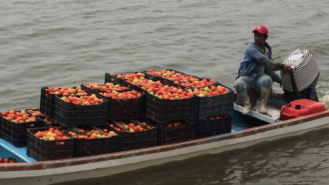 Márgenes del Tamesí, registran buena producción de tomate