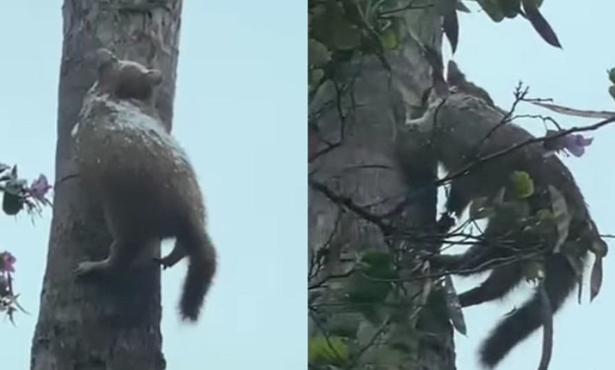 Captan en Nuevo León a un gato "congelado" en el tronco de un árbol 
