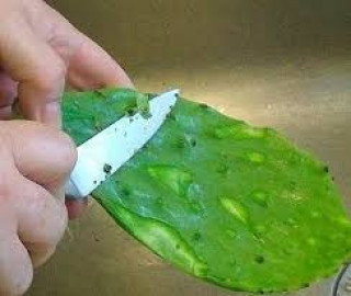 Primera planta productora de electricidad a base de nopal en México