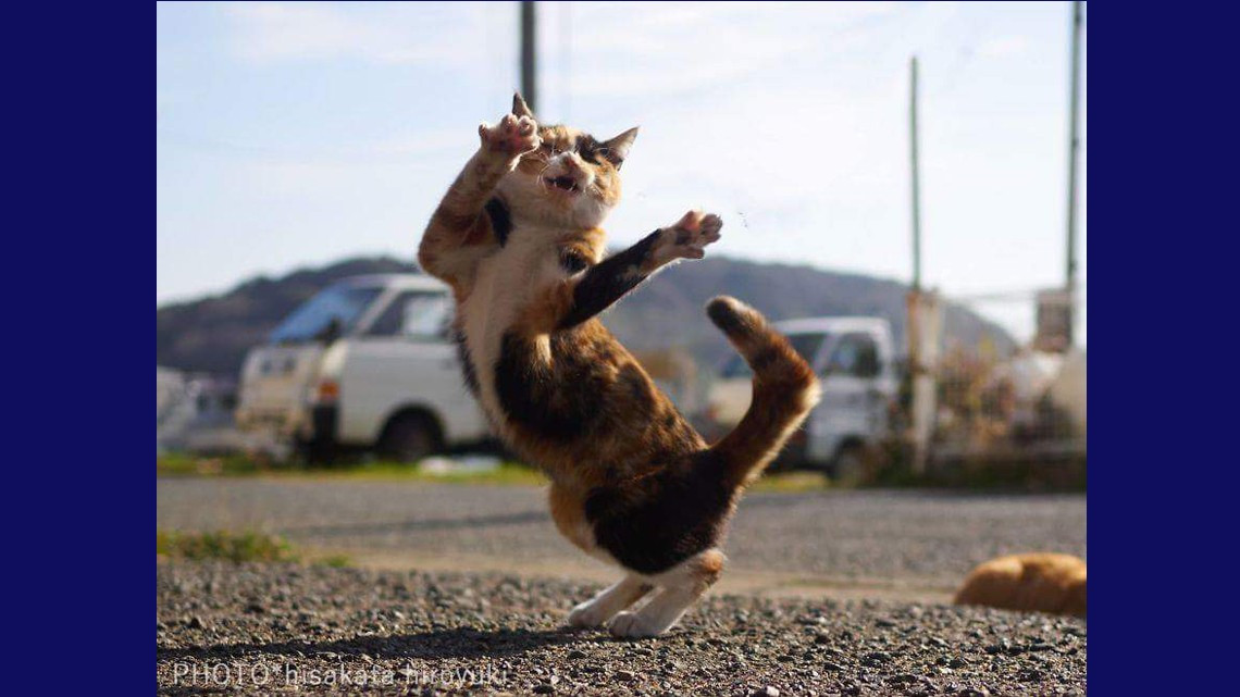 Estos gatos no son ninjas, pero lo parecen