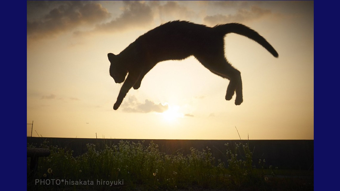 Estos gatos no son ninjas, pero lo parecen