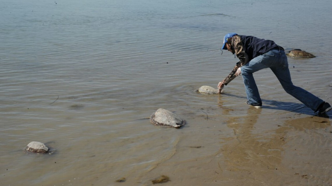 Rescatan y liberan más de 200 tortugas varadas en playas tamaulipecas