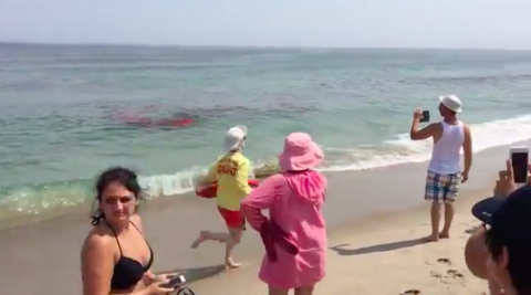 Surfistas escapan dramáticamente de ataque de tiburón