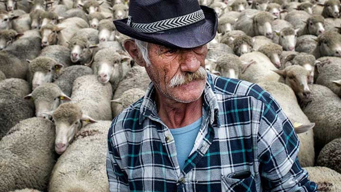 Ovejas invaden las calles de Lyon