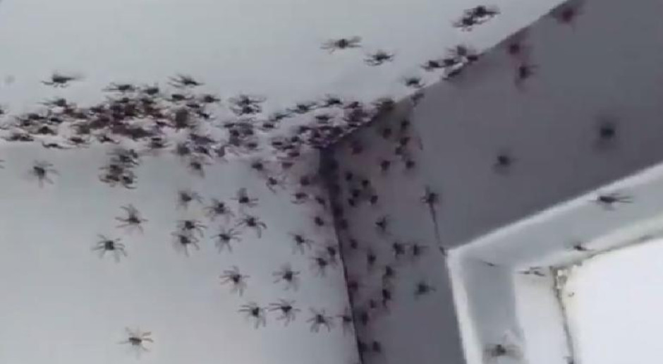 Arañas invaden habitación de una niña en Australia