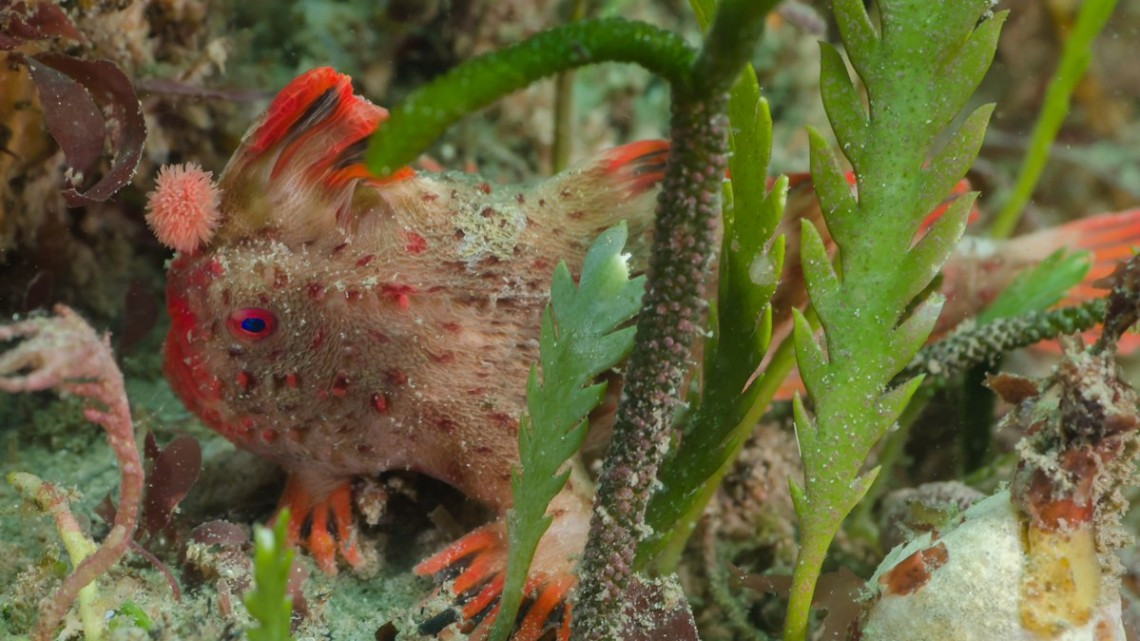 Científicos hallan una población de peces con patas