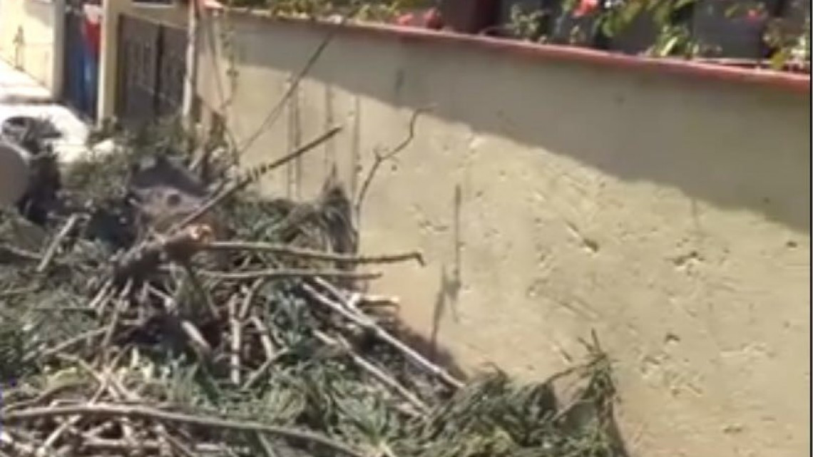 Se registra la caída de árbol por las rachas de viento en Madero