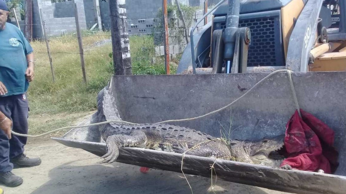 Capturan a enorme cocodrilo de más de 3 metros en Altamira