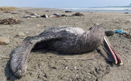 Perú emite alerta sanitaria por casos de influenza aviar H5N1