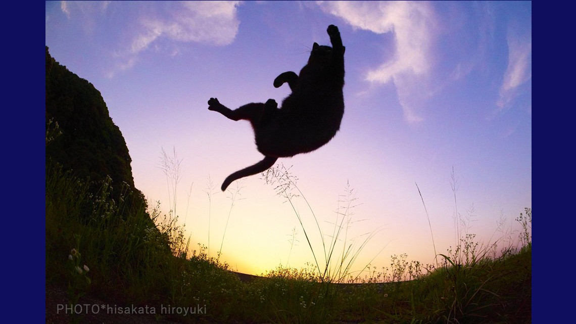 Estos gatos no son ninjas, pero lo parecen