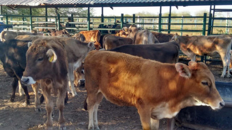 Fomentan capacitación a productores de leche 