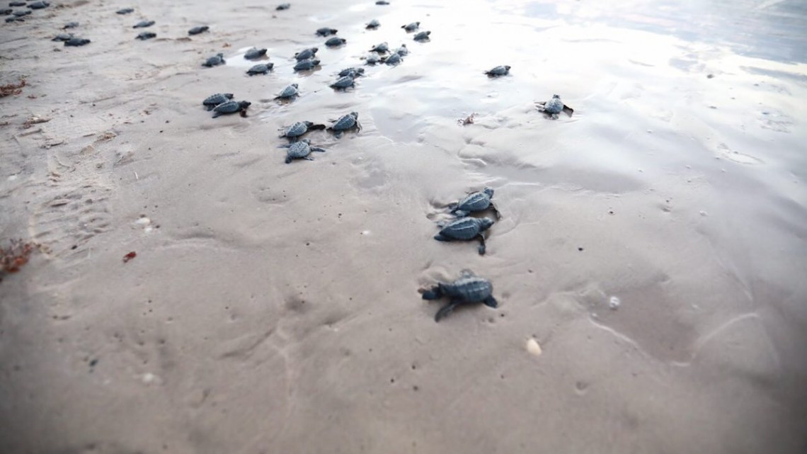 Liberan más de mil crías de tortuga lora en Tamaulipas