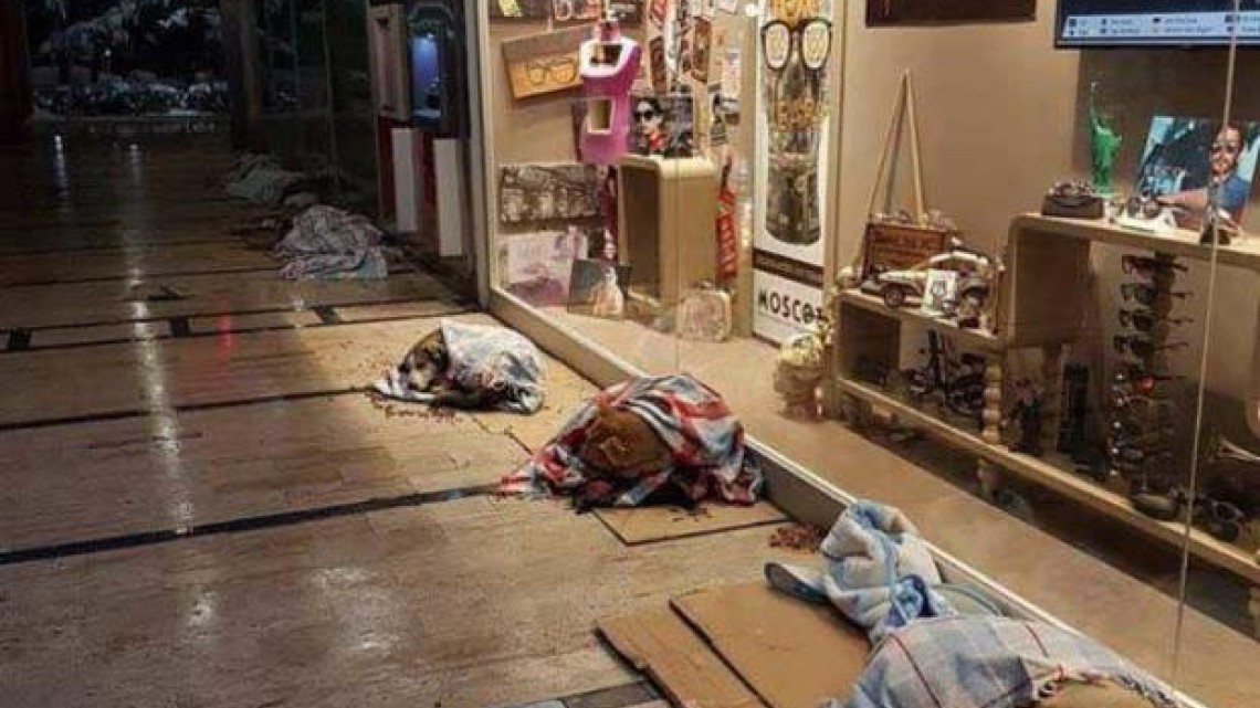 En Turquía, un centro comercial abre sus puertas a perritos callejeros por frío