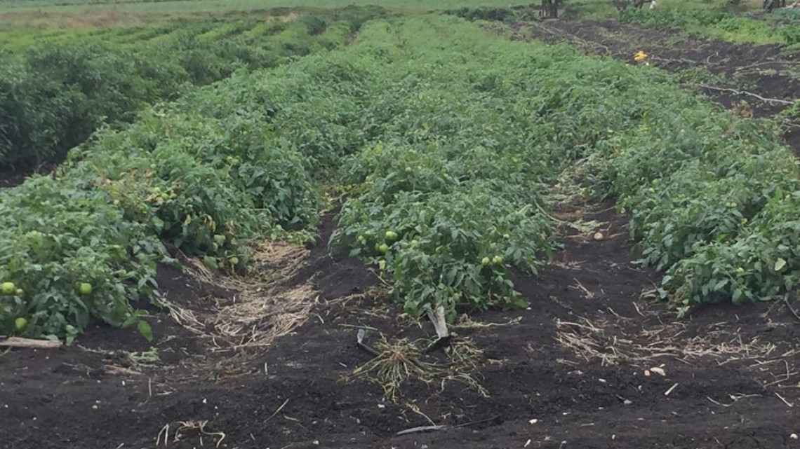 Productores del campo preocupados ante el retraso de apoyos del gobierno federal