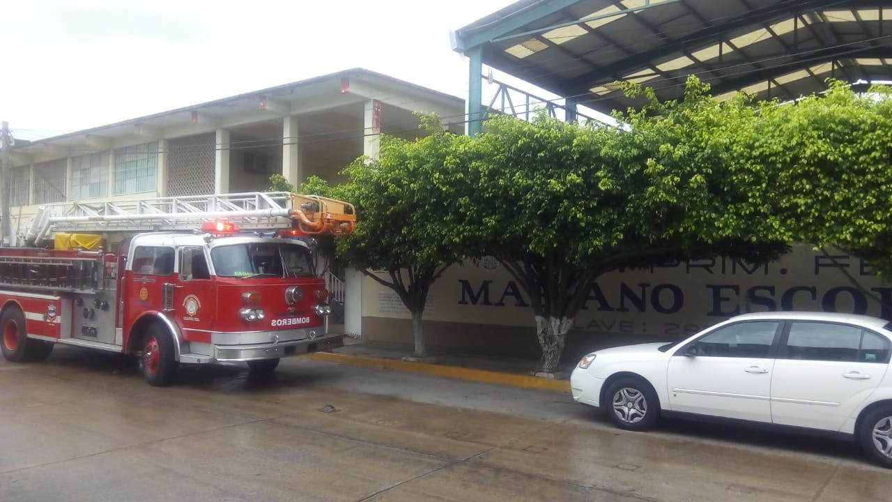 Abejas africanizadas causan terror en escuela primaria de Tampico