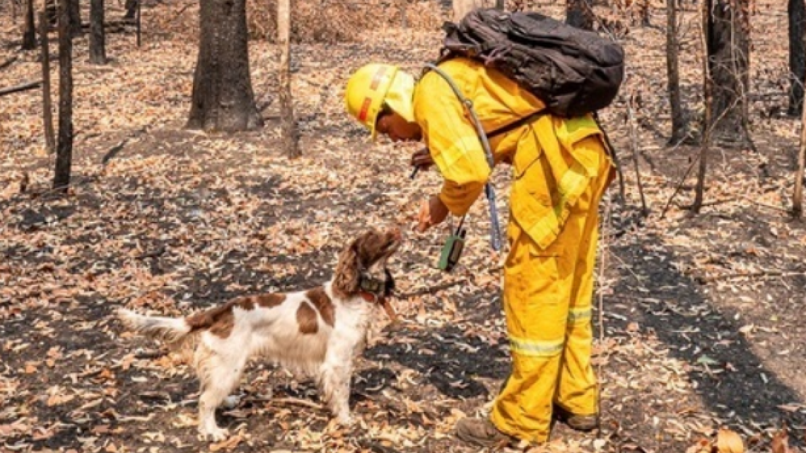 Ella es Taylor, la perrita que ayuda a salvar koalas en Australia