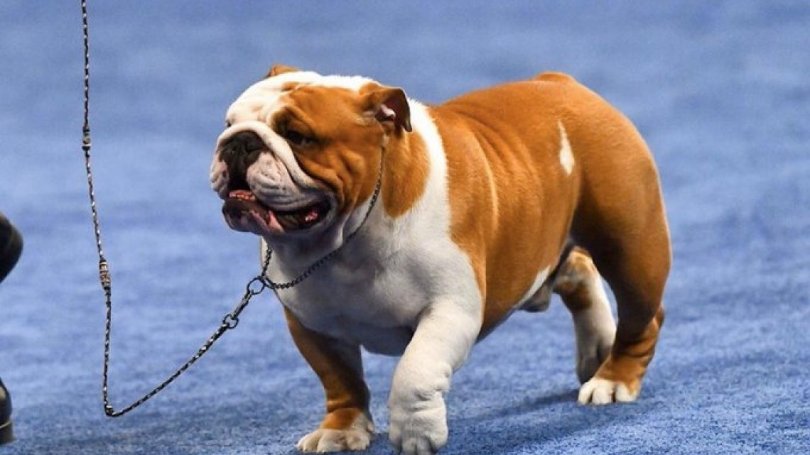 Conoce al adorable cachorro que ganó el National Dog Show 2019