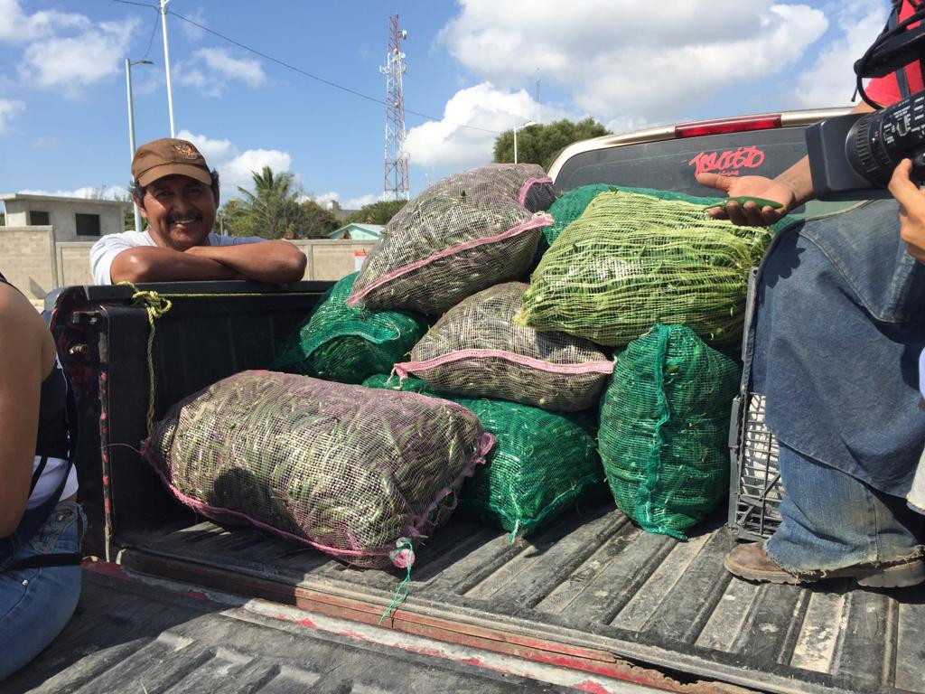 Alto precio del chile nacional genera buenas utilidades para productores de hortalizas