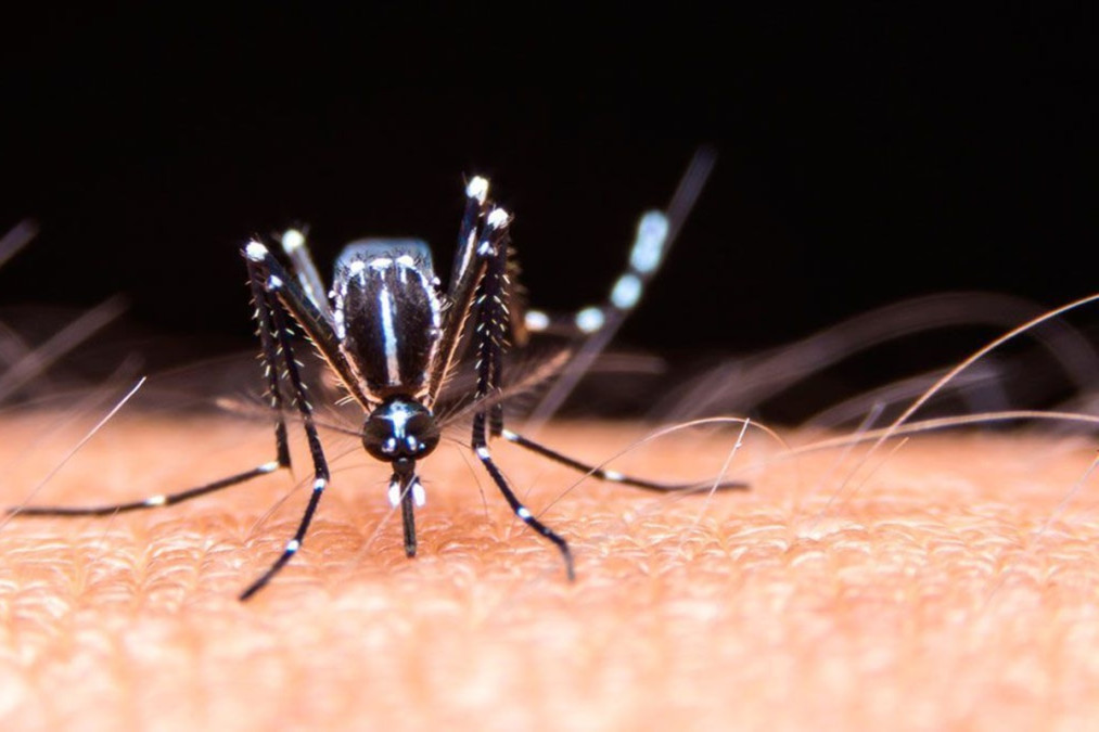 Los casos de dengue superan los 8 millones en América