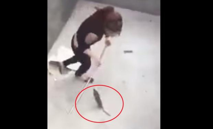 Video de pelea de mujer y rata se vuelve viral