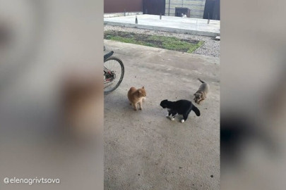 Perro enloquece al ver a dos gatos peleando
