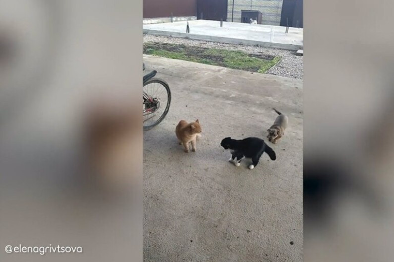 Perro enloquece al ver a dos gatos peleando