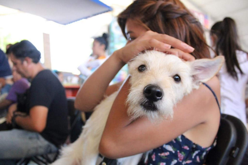 Continuarán cirugías de esterilización gratuitas para mascotas