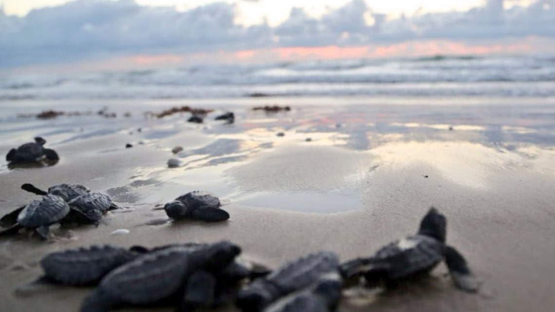 Liberan más de mil crías de tortuga lora en Tamaulipas