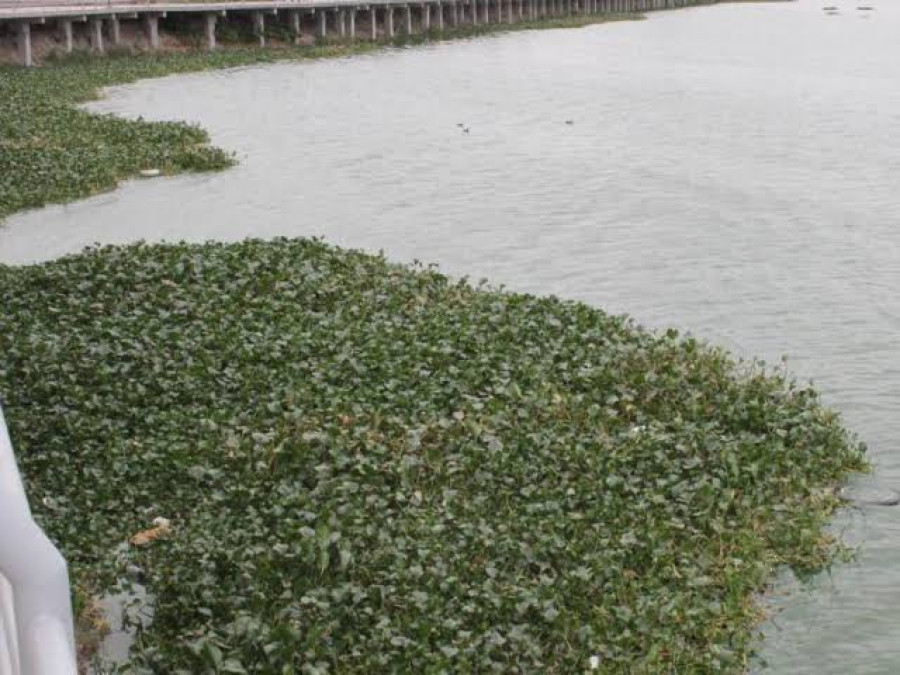 Llega el invasivo lirio acuático a El Valle