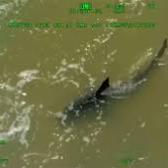 Dan de alta a bañistas atacados por tiburón en Isla del Padre