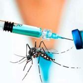 La vacuna contra la Chikunguña podrá suministrarse en Europa en 2024 