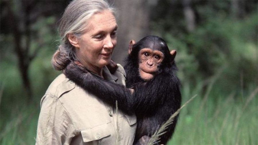 NotiGAPE - Fallece a los 91 años Jane Goodall, pionera en el estudio de los  chimpancés