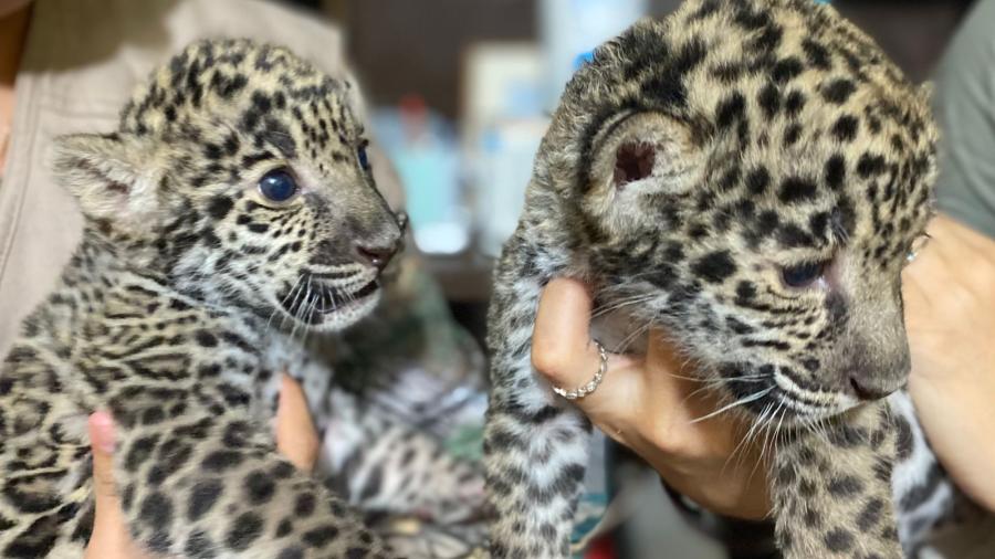 Nacen jaguares en Zoológico de Nuevo Laredo