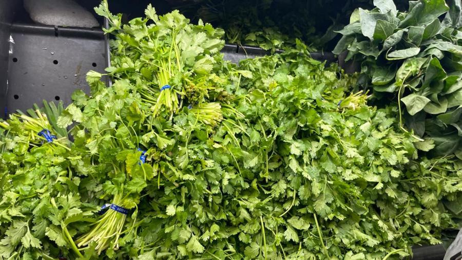 Sequía pega en precio del cilantro 