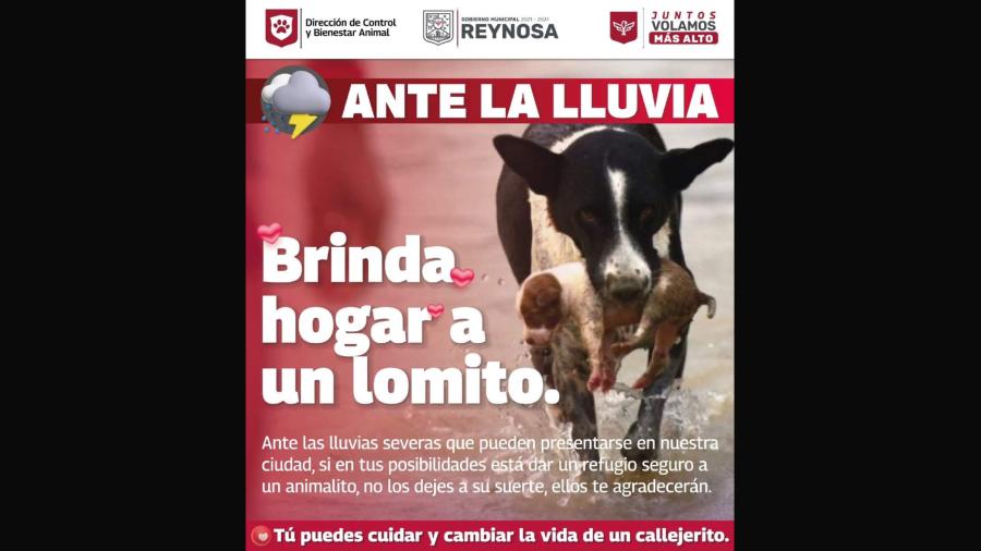 Gobierno de Reynosa invita a dar hogar temporal a mascotas en condición de calle