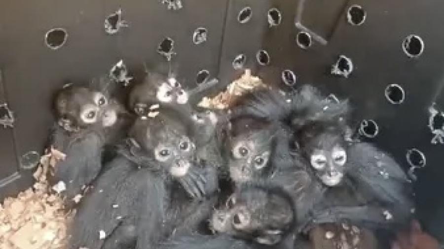 Rescatan a 20 monos arañas dentro de un autobús en Chiapas