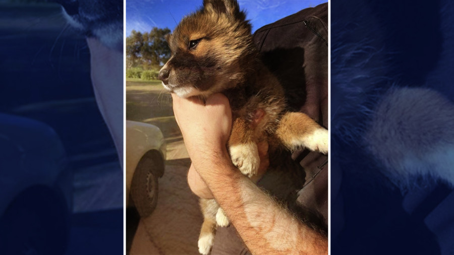 NotiGAPE - Pensaba que era un zorro o un perro, pero resultó ser algo