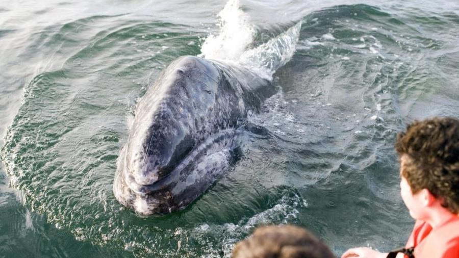 Ballenas grises continúan en La Paz