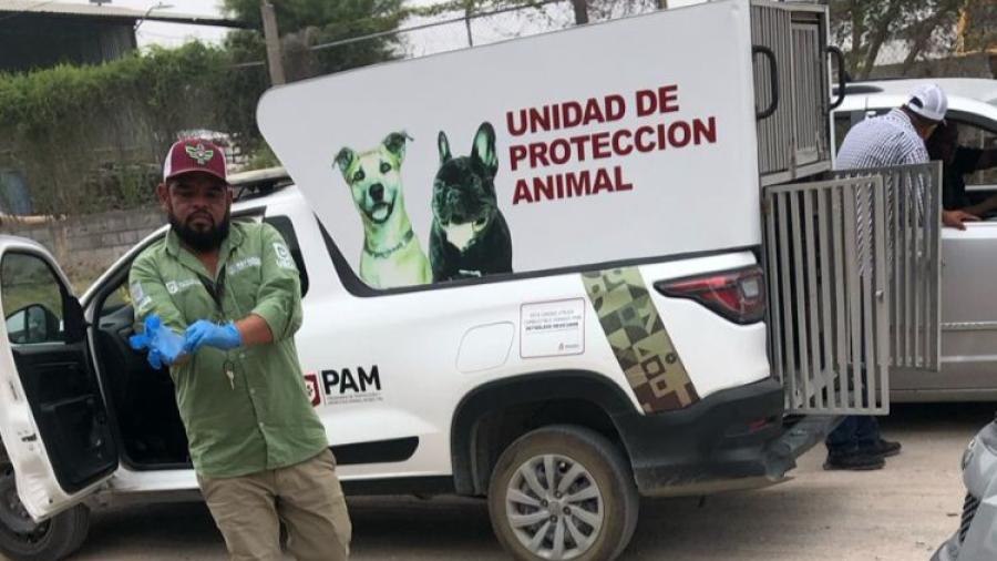 Bienestar Animal Reynosa rescata perro husky