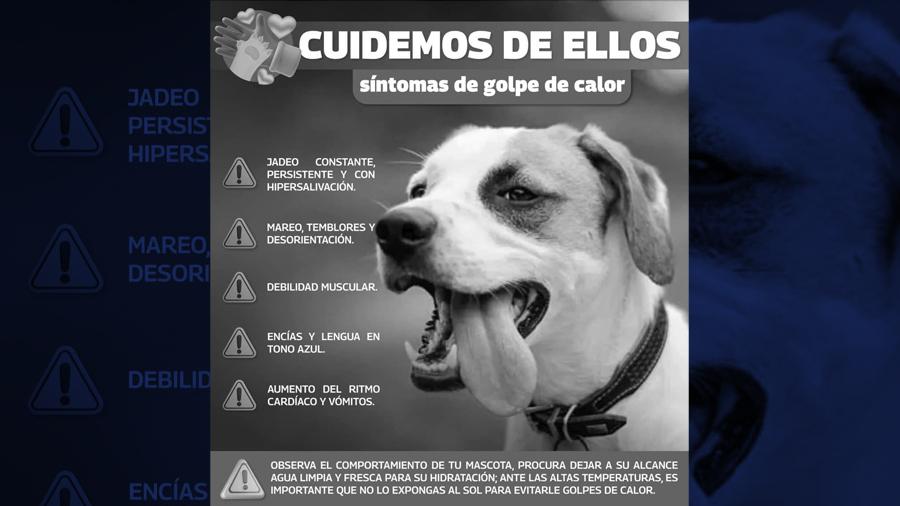 Alerta Bienestar Animal Reynosa por golpe de calor en caninos