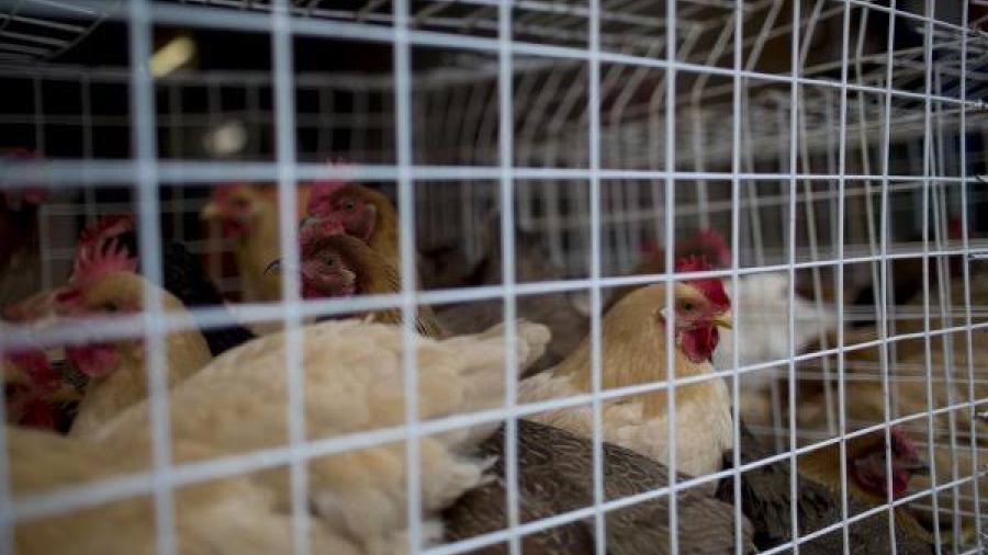 Tamaulipas en bajo riesgo de gripe aviar, se mantiene alerta
