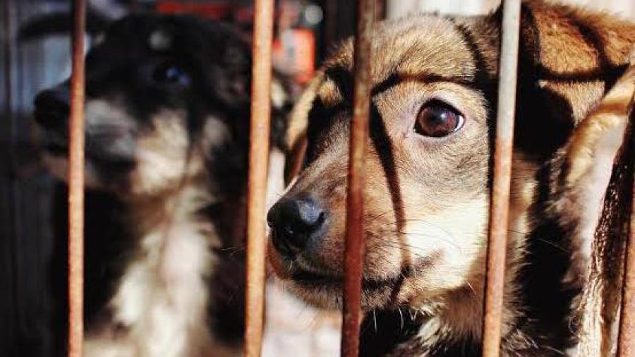 Piden cárcel para maltratadores de perros